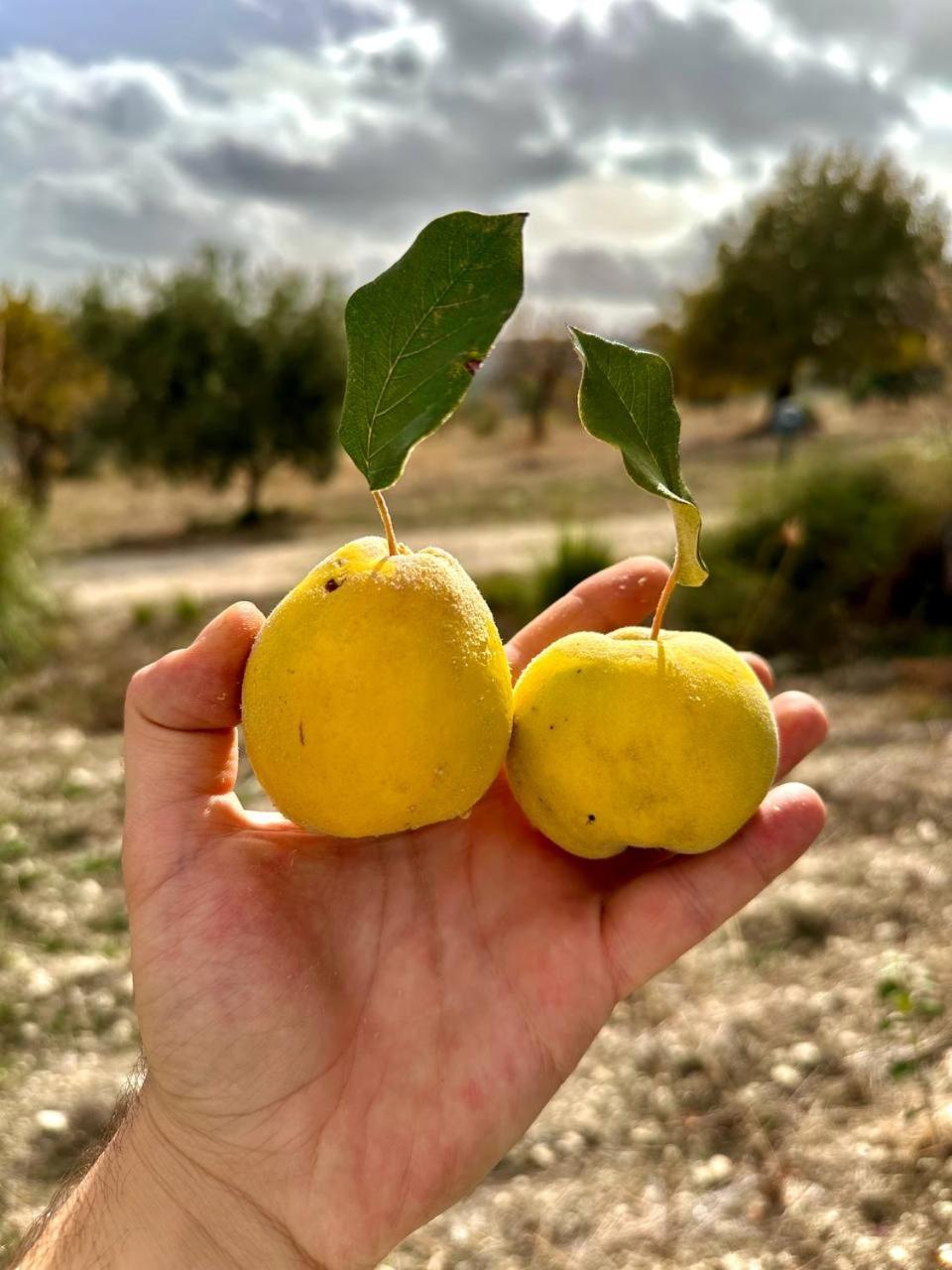 מלון Aragona Roba Albanisi מראה חיצוני תמונה