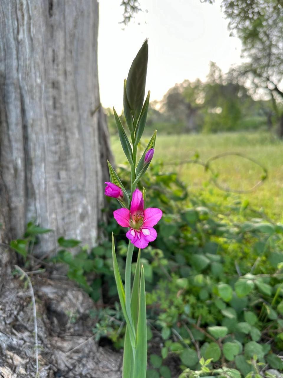 מלון Aragona Roba Albanisi מראה חיצוני תמונה